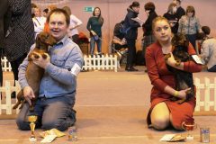 Питомник собак Я Такса: Выставка в Череповце — больше фото на ятакса.рф