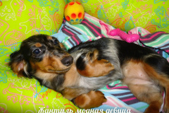 ятакса.рф