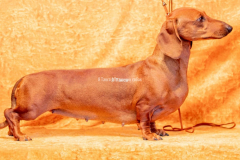 Федя и Хризантема