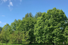 ятакса.рф
