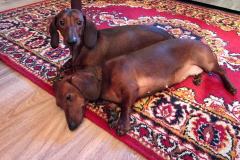 ятакса.рф