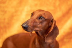 Русский Ассорти'к  Хризантема