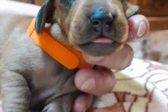 img-20250424-wa0008-2