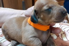 img-20250424-wa0009-2