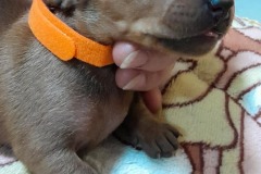 img-20250424-wa0011-2