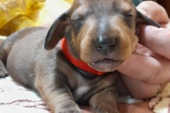 img-20250424-wa0013-2