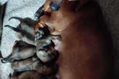 izobrazhenie-whatsapp-2025-04-19-v-11.24.49_a3745329