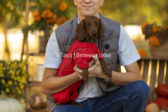 Я Такса Адель