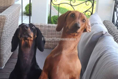 Я Такса Афродита 