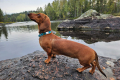 Я Такса Аленка