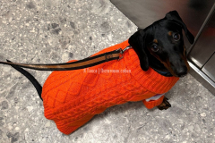 Я Такса Атрей