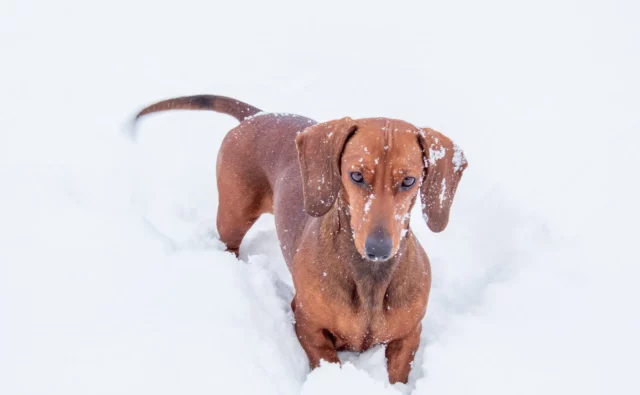 Питомник Я Такса — ятакса.рф