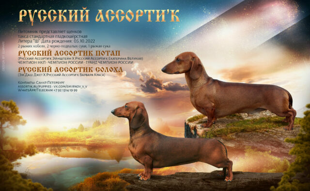 Питомник Я Такса — ятакса.рф