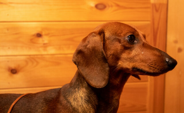 Питомник Я Такса — ятакса.рф