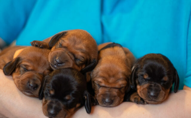 Питомник Я Такса — ятакса.рф