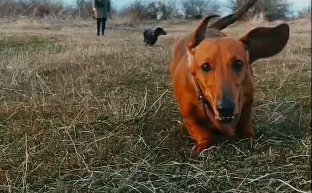 Питомник Я Такса — ятакса.рф