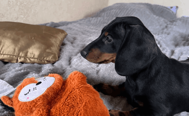 Питомник Я Такса — ятакса.рф