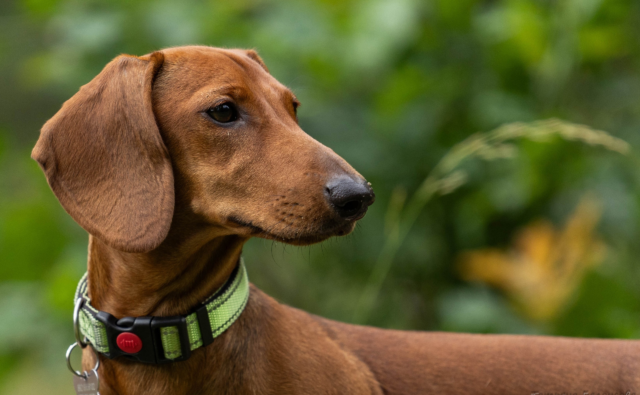 Питомник Я Такса — ятакса.рф