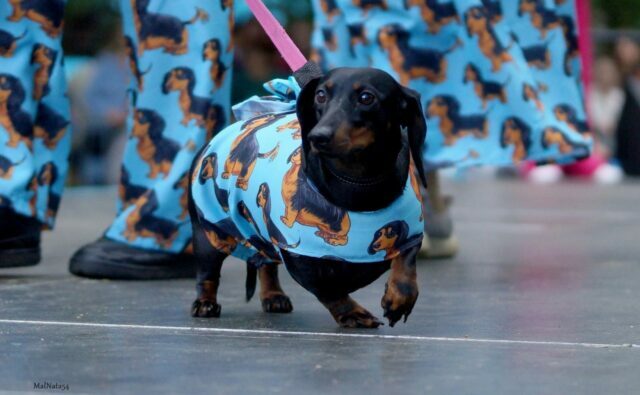 Питомник Я Такса — ятакса.рф