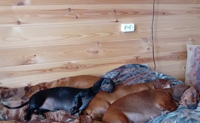 Питомник Я Такса — ятакса.рф