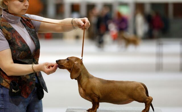 Питомник Я Такса — ятакса.рф