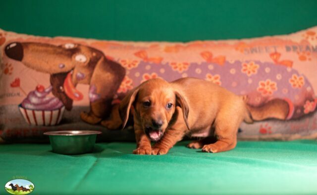 Питомник Я Такса — ятакса.рф