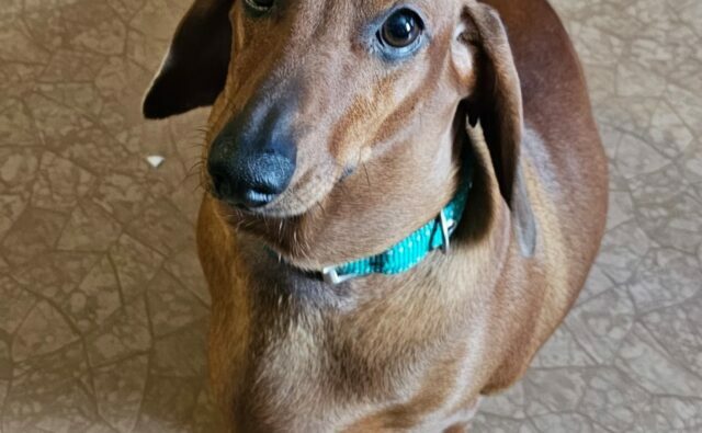 Питомник Я Такса — ятакса.рф