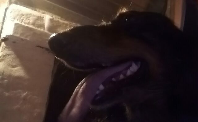 Питомник Я Такса — ятакса.рф