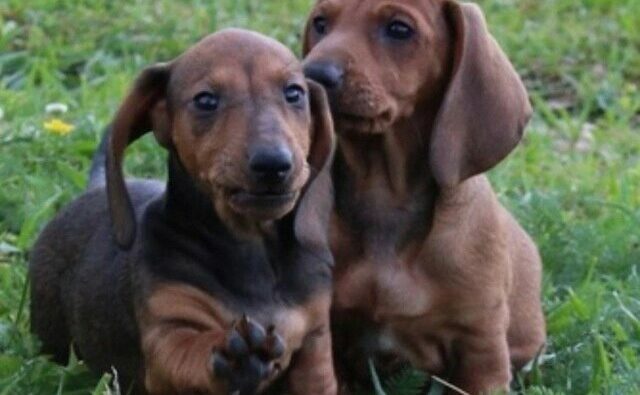 Питомник Я Такса — ятакса.рф