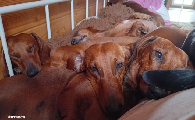 Питомник Я Такса — ятакса.рф