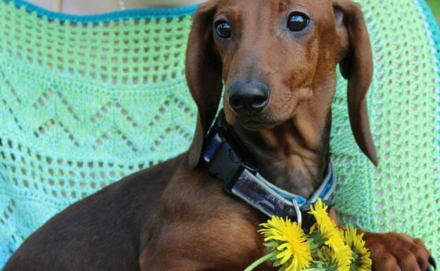 Питомник Я Такса — ятакса.рф