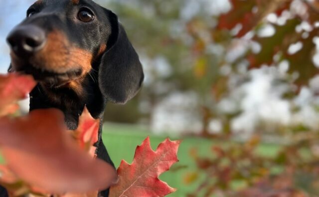 Питомник Я Такса — ятакса.рф