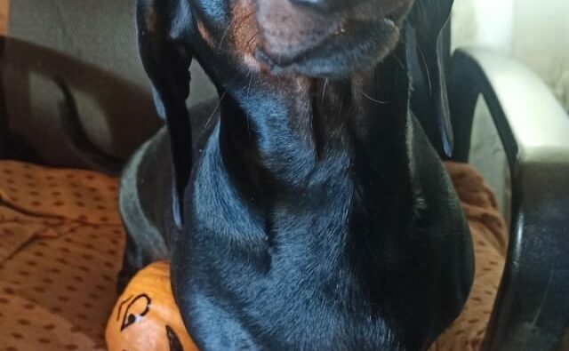 Питомник Я Такса — ятакса.рф