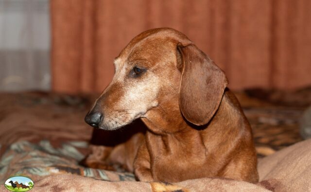 Питомник Я Такса — ятакса.рф