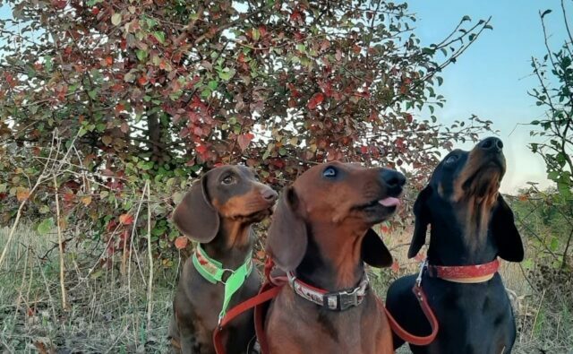 Питомник Я Такса — ятакса.рф