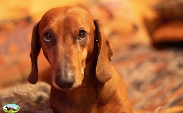 Питомник Я Такса — ятакса.рф