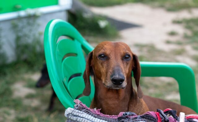 Питомник Я Такса — ятакса.рф