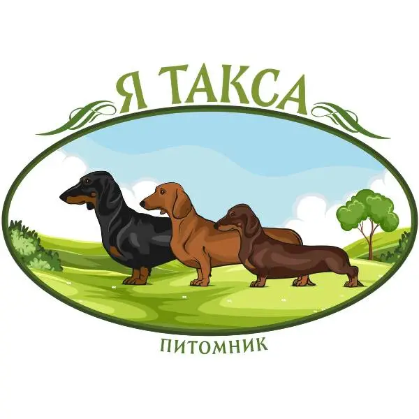 Я Такса | Питомник собак