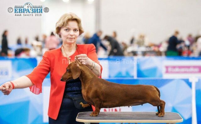 Питомник Я Такса — ятакса.рф