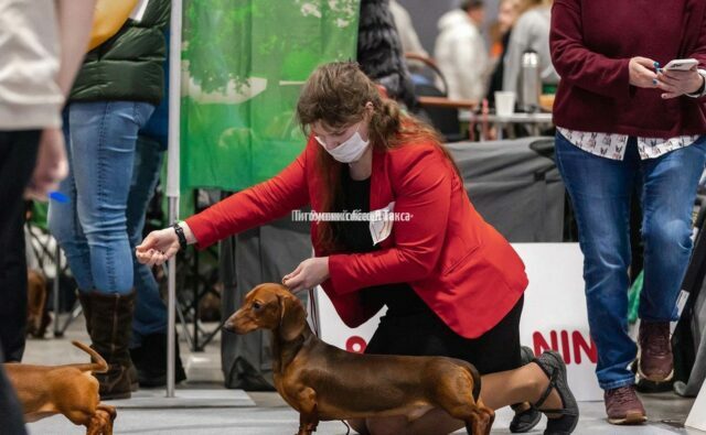 Питомник Я Такса — ятакса.рф