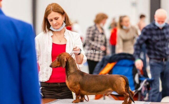 Питомник Я Такса — ятакса.рф