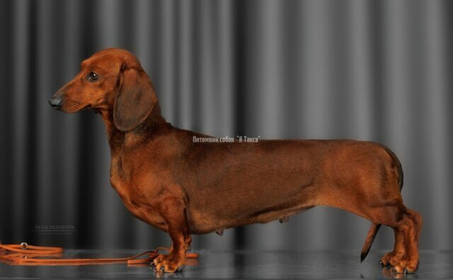 Питомник Я Такса — ятакса.рф