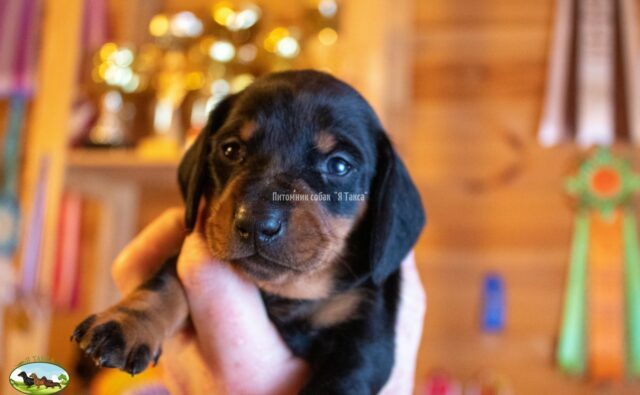 Питомник Я Такса — ятакса.рф