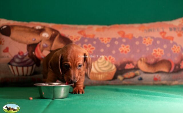 Питомник Я Такса — ятакса.рф