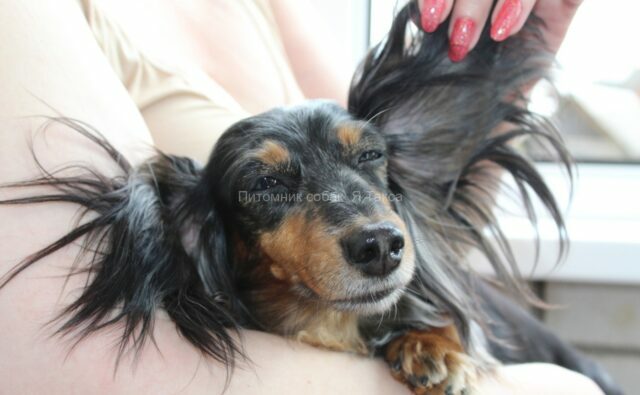 Питомник Я Такса — ятакса.рф