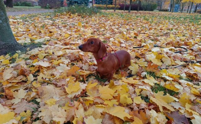 Питомник Я Такса — ятакса.рф