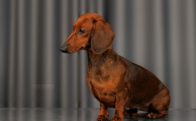 Питомник Я Такса — ятакса.рф