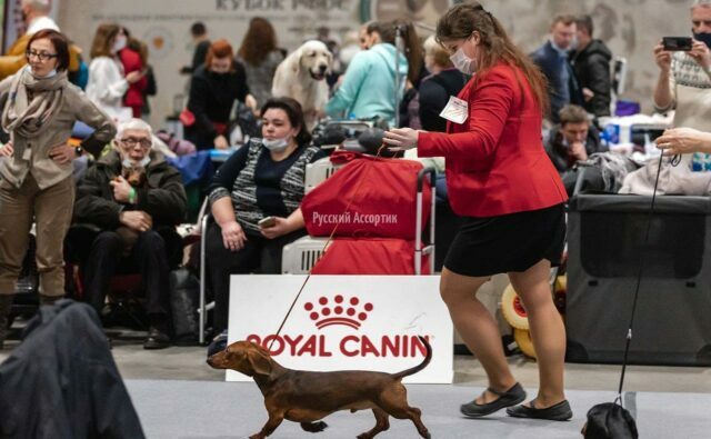 Питомник Я Такса — ятакса.рф