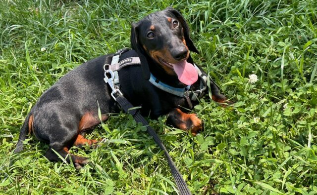 Питомник Я Такса — ятакса.рф