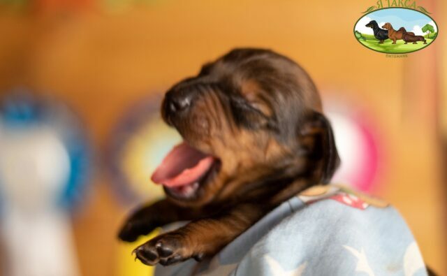 Питомник Я Такса — ятакса.рф